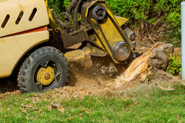 Best Tree Mulching  in Albion, PA